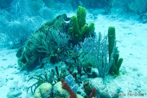 Malendure - îlet Pigeon    